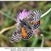 melitaea interrupta female4